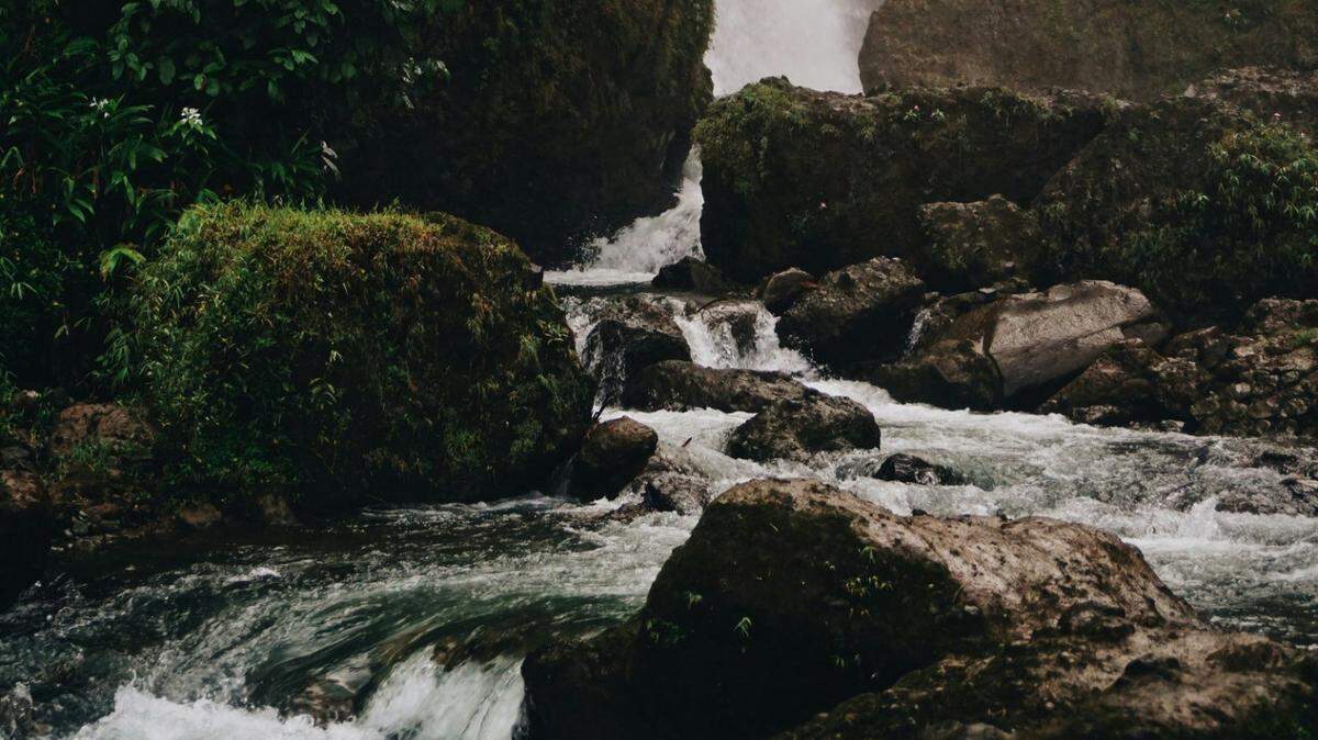 Under the rocks of a creek in Indonesia, animal traders discovered a brightly colored creature.