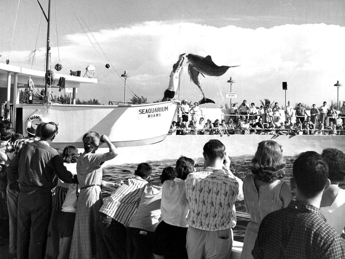 The dolphins jumping high at the Miami Seaquarium.