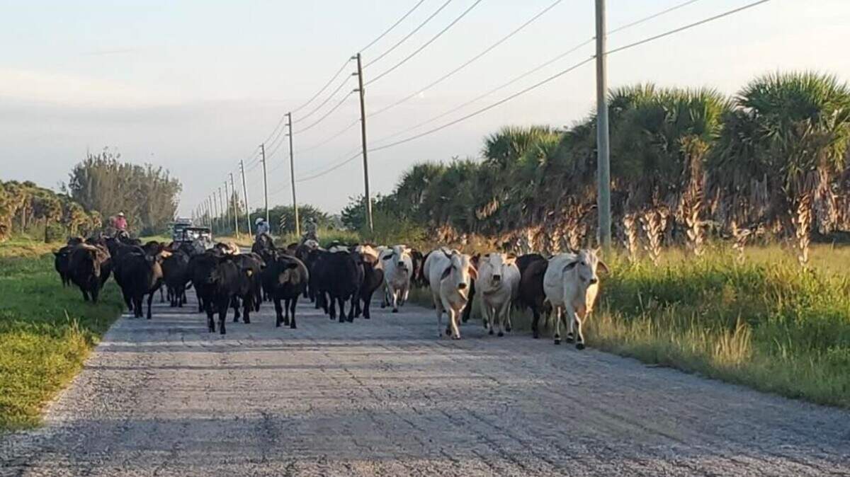 Cattle drive in Indian River County