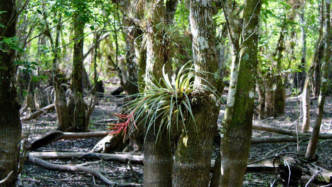 A cypress swamp in the Green Heart of the Everglades during the dry season.