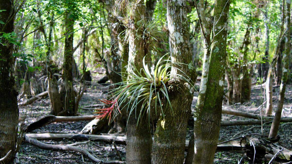 Un pantano de cipreses en el Green Heart of the Everglades durante la estación seca.