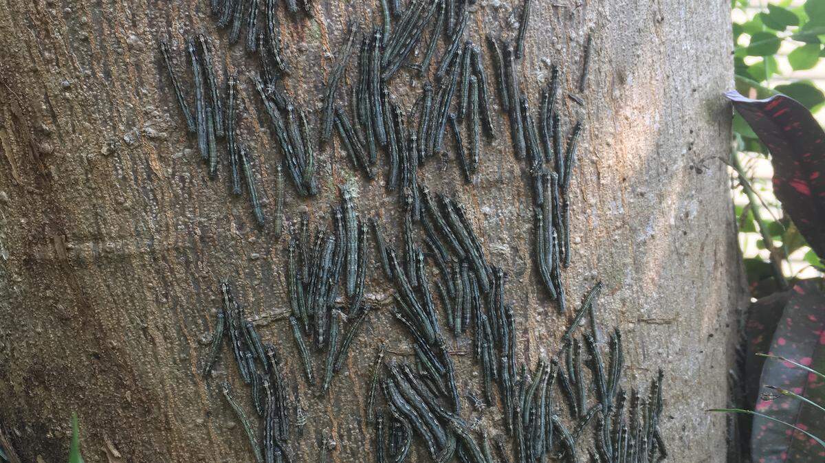 Caterpillars are feasting on Royal Poinciana trees in Key West.
