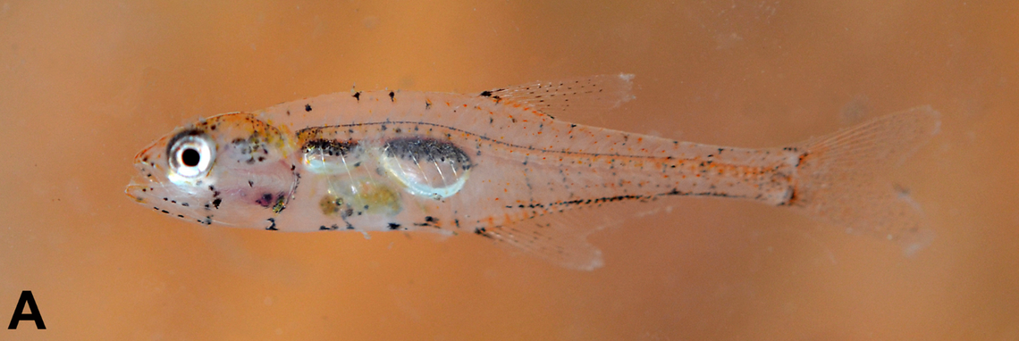 Another new fish species, also see-through, was found in a nearby flooded forest along a stream, researchers said.