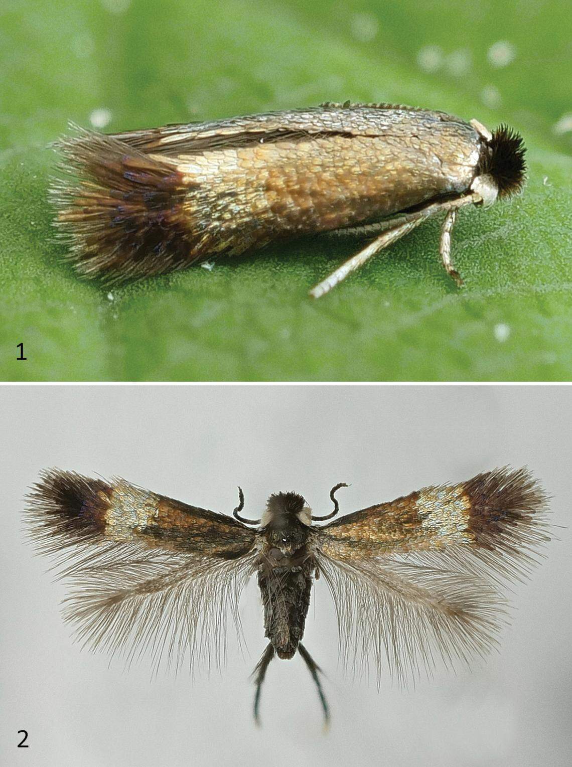 A set female specimen of Stigmella torminalis.
