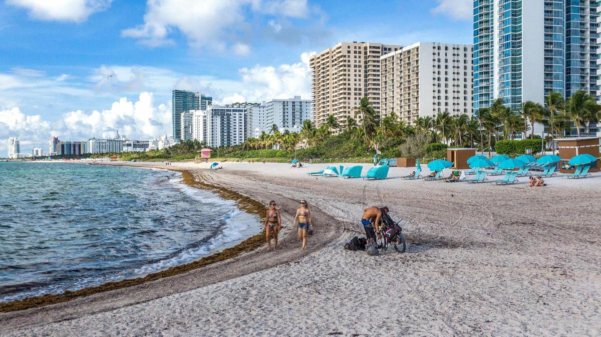 Beach goers walk among the sargassum along the beach at Collins Avenue and 27th Street in Miami Beach. The mats this week have been modest but MIami-Dade has seen record amounts this summer.