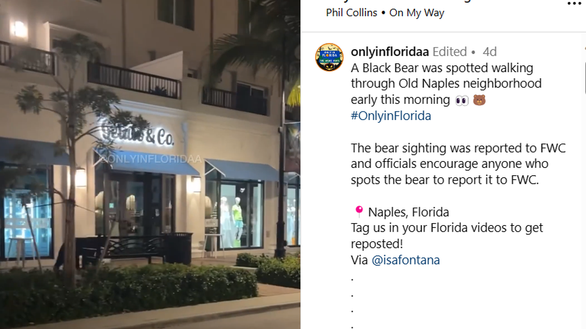 A black bear was seen taking a stroll in downtown Naples, Florida, on Fifth Avenue, full of restaurants and stores/Only in Floridaa Instagram screenshot