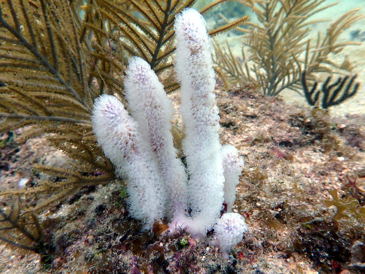 Briareum abestinum, commonly known as the “corky sea finger” coral bleached off of Dania Beach.