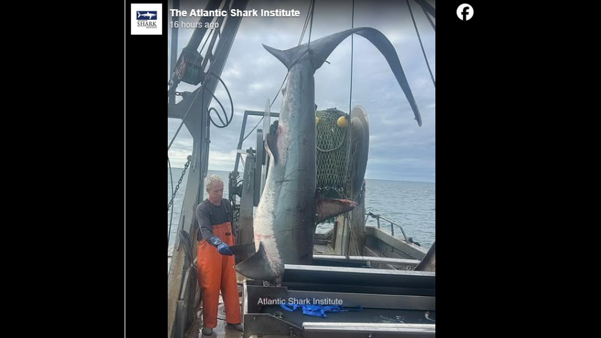 Capt. Chris Brown caught this 16-foot shark by accident off Rhode Island and chose to release it unharmed, according to the Atlantic Shark Institute.
