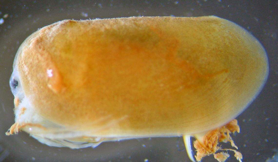 A general photo of a clam shrimp.