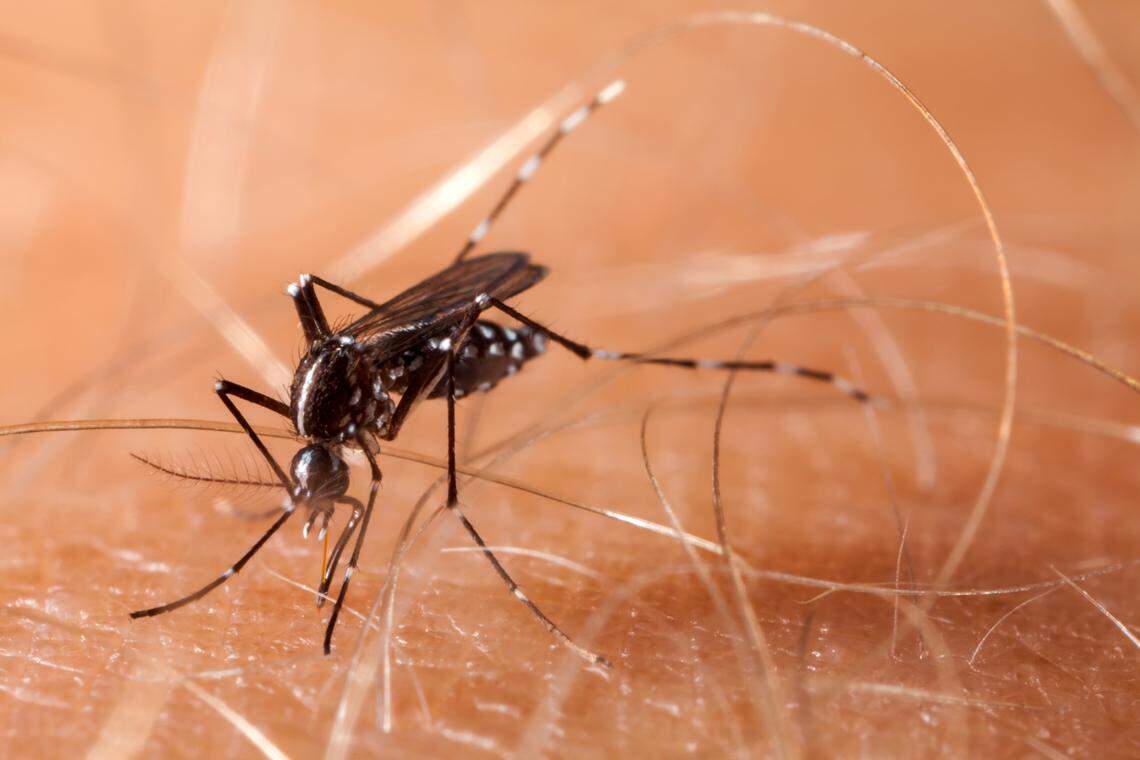 Monroe County has a case of the dengue virus infection, the state health department said March 9, 2020.