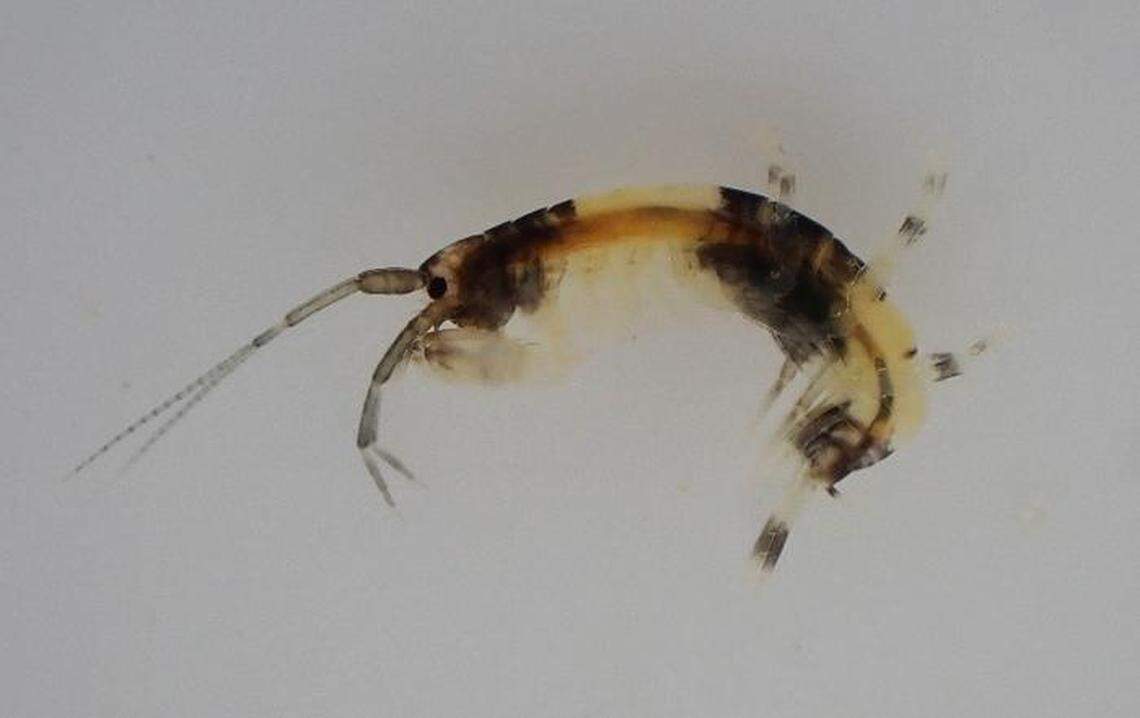 The small amphipod has coloration similar to a giant panda, earning the new species its name.