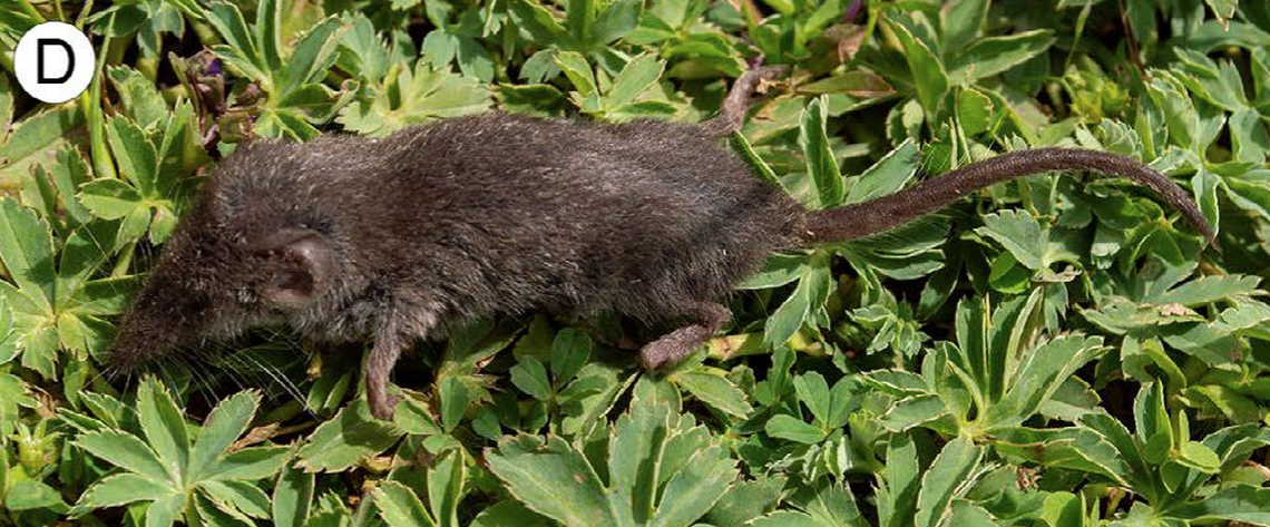 The new species of shrew was named after late mammologist Bill Stanley.