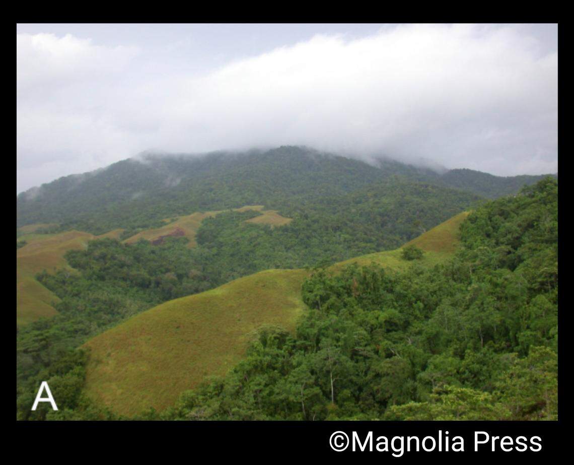 The snakes were found active on the forest floor of the Papua New Guinea island.