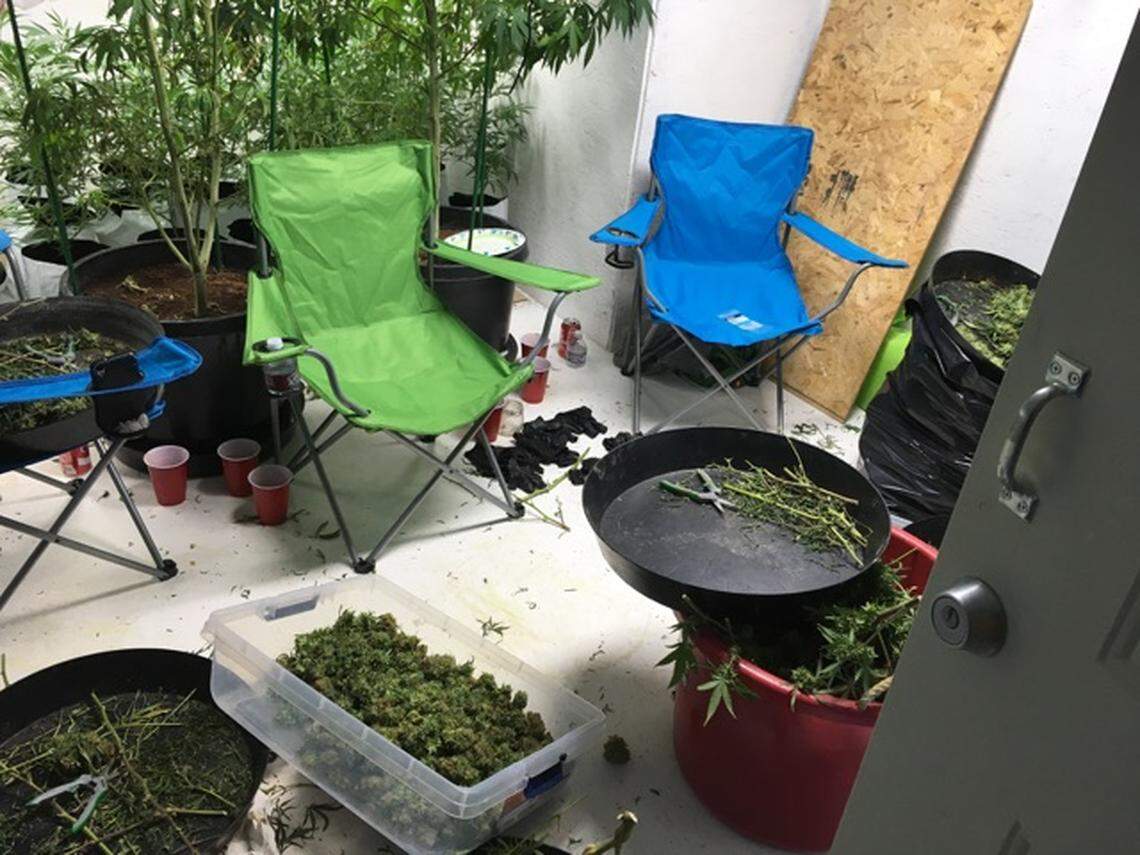 A marijuana grow house busted in April 2016 in Pueblo County, Colorado. Deputies say it was run by a man from Florida.