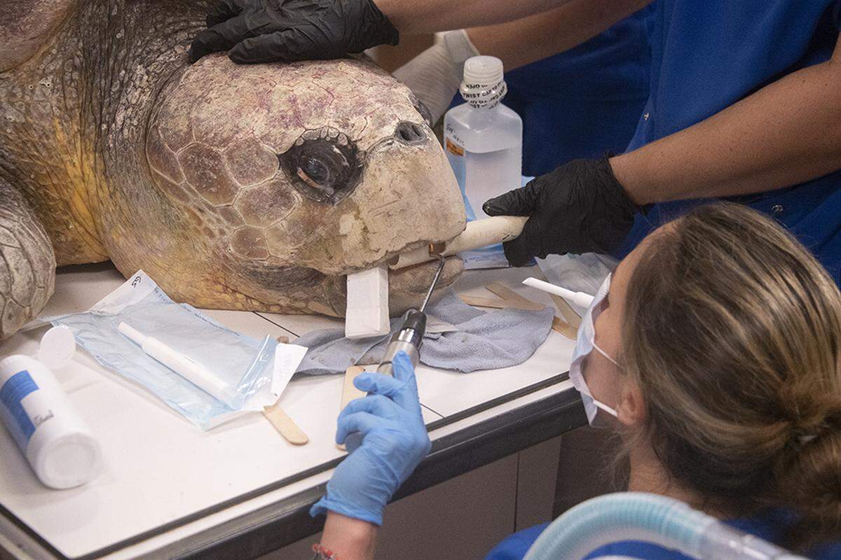 Baymax is prepped for surgery at Zoo Miami’s Sea Turtle Hospital on May 31, 2022.