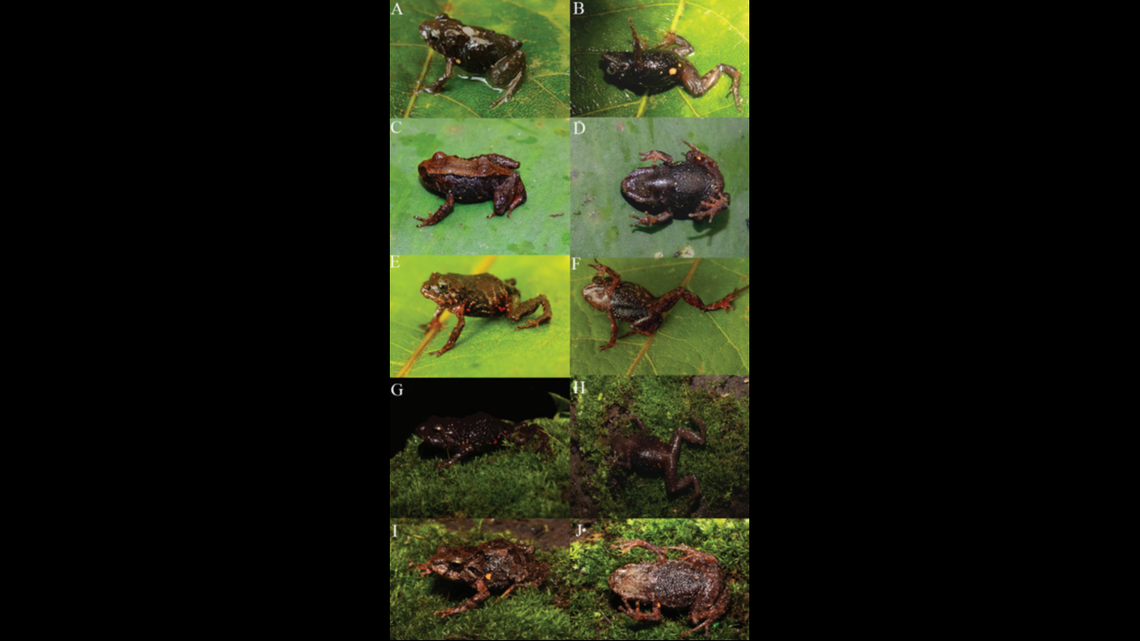 Male and female specimens of P. donnelsoni.