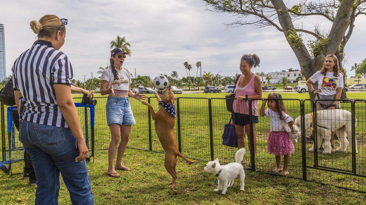 Bouy, a Staffordshire Terrier, representing USA team goes to ball against Maddie Kaufman as trainer Abby Guarch (far left) looks on, during the “World Pup” for Miami's dogs and soccer fans, Inspired by the Super Bowl's Puppy Bowl and just in time for Miami's 2026 Soccer World Cup matches, hosted by Miami-Dade County & Debris Free Oceans, at Haulover Park, in Miami Beach, on Saturday, May 30, 2026.