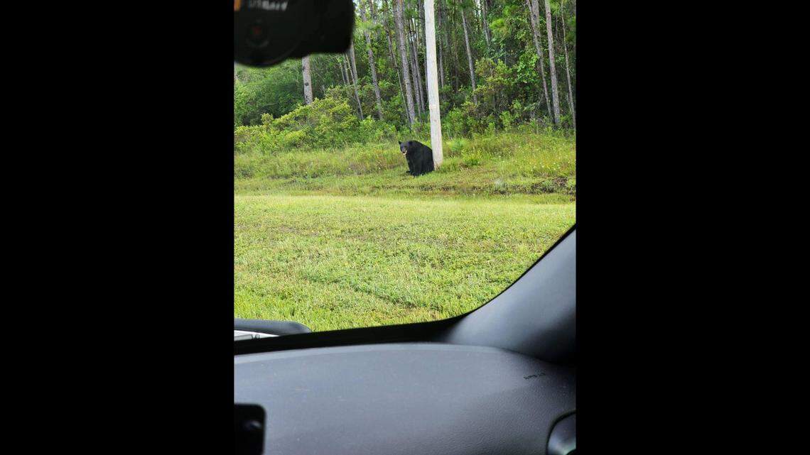 The Walton County Sheriff’s Office sent a deputy to the scene to keep people away from the bear as it lounged by U.S. 98.