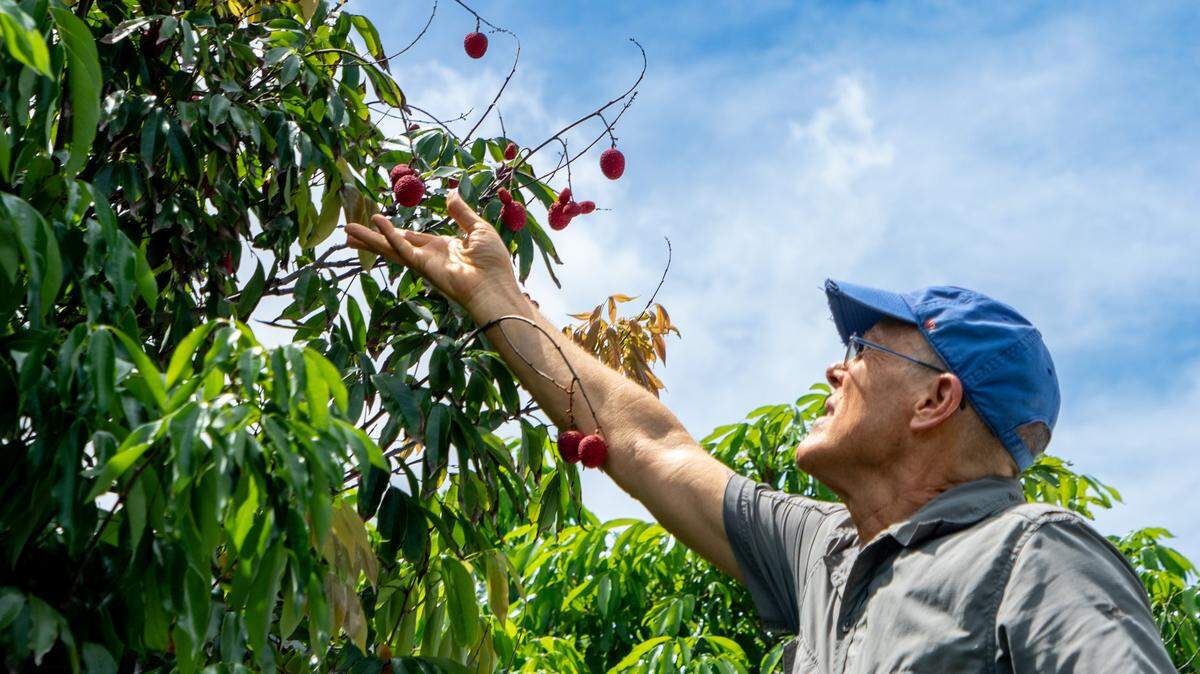 Jonathan Crane, a tropical-fruit crop specialist at UF’s Tropical Research & Education Center in Homestead, picks lychee off one of the 216 trees on the research campus site. He said the fruits biggest threat in South Florida is climate change.