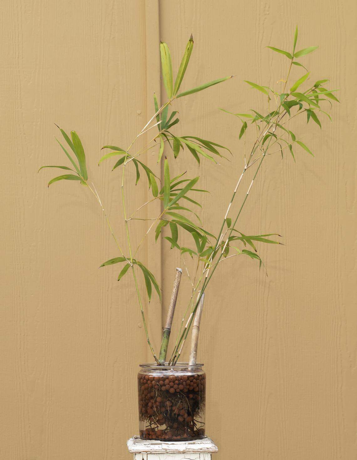 Bamboo rooting in a clear container.