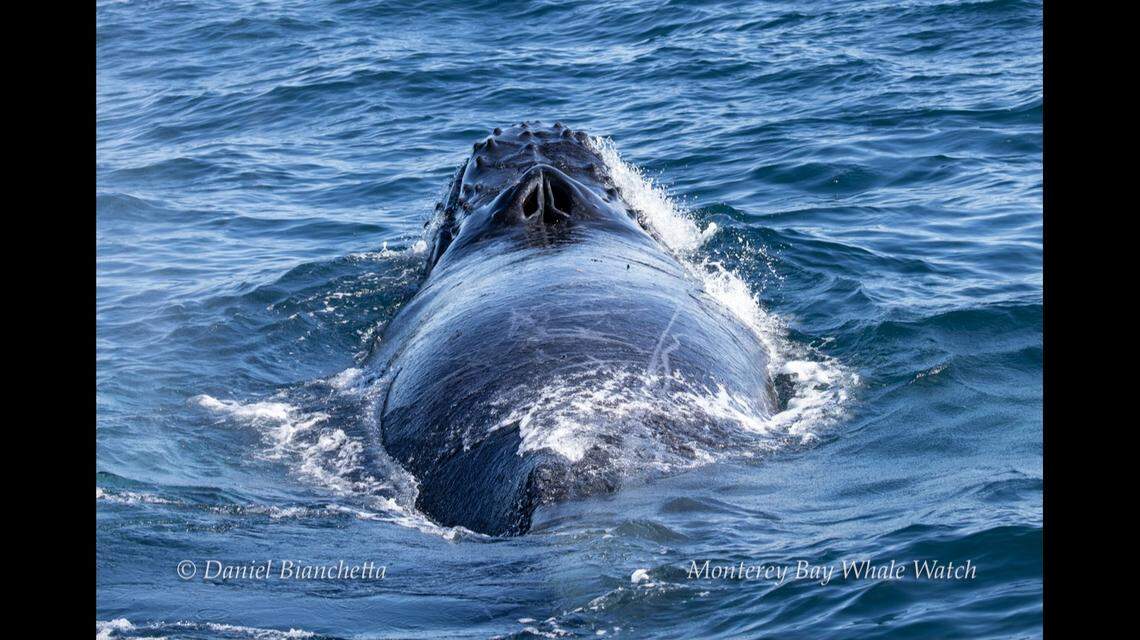 The humpback stayed near the tour boat for more than 30 minutes, the agency said.