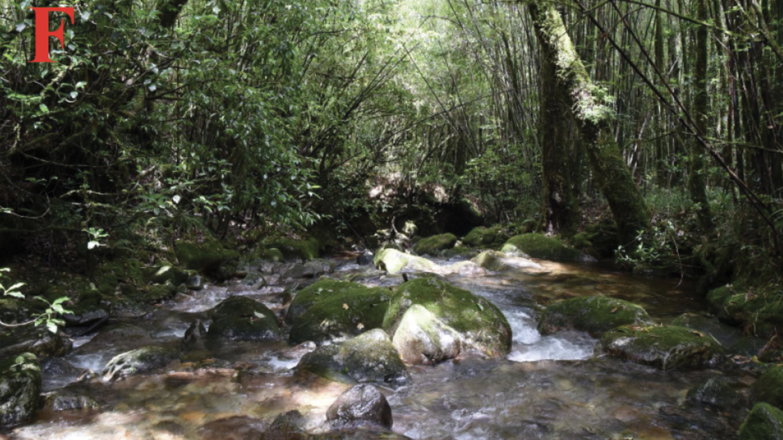 Along a fast-flowing stream in the mountains of China, a new species of frog was discovered.