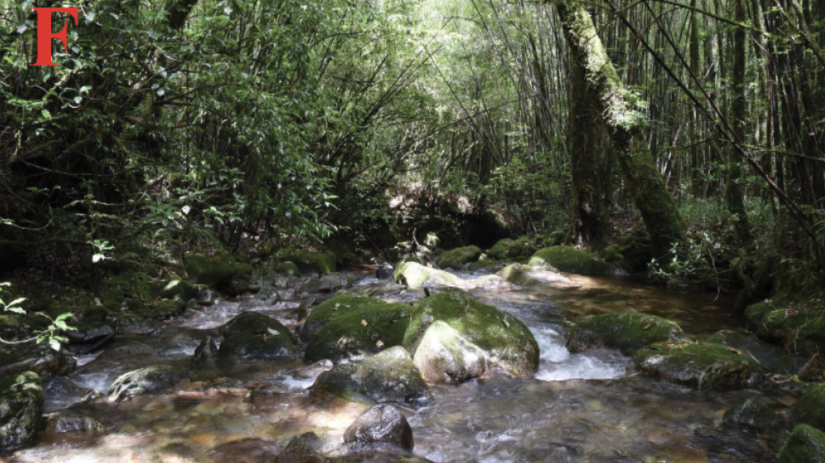 Along a fast-flowing stream in the mountains of China, a new species of frog was discovered.