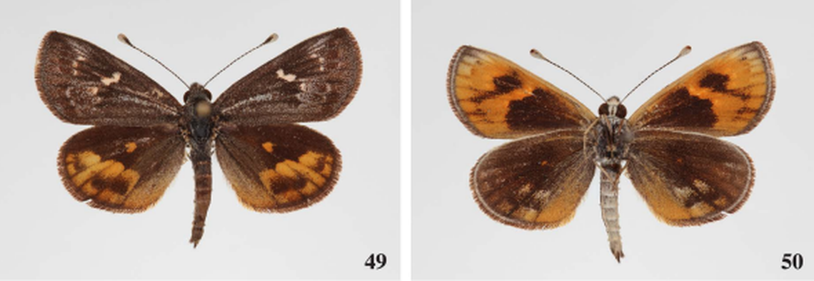 The Gunggari sun moth.