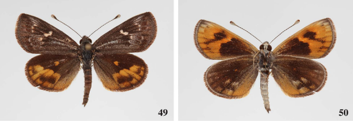 The Gunggari sun moth.