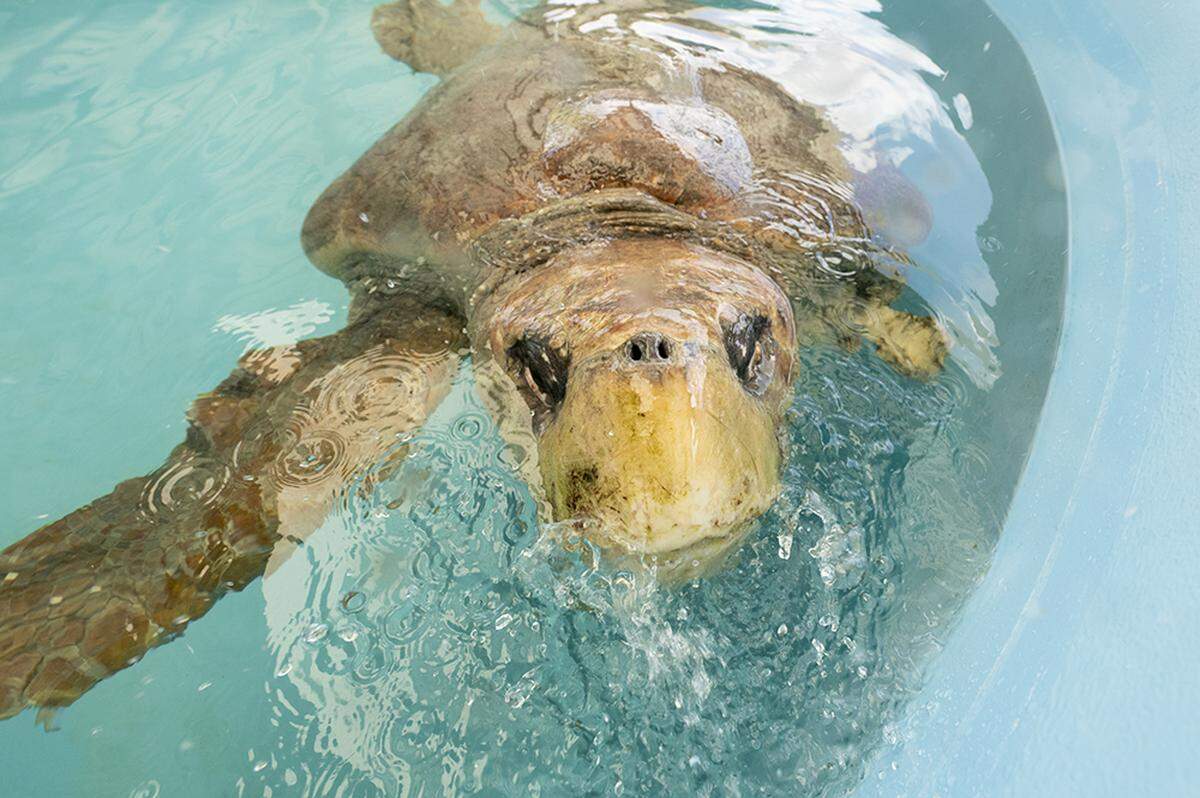 Baymax’s immediate home will be a recovery tank at the new Zoo Miami Sea Turtle Hospital for at least a few weeks. The female loggerhead sea turtle was injured after an apparent shark bite on May 22 and vets at the new hospital performed surgery on May 31, 2022, at the new venue.
