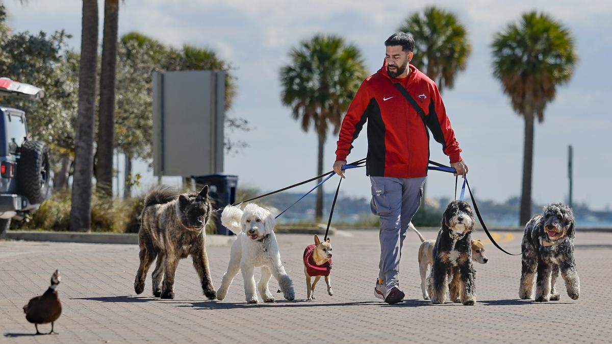 J.C Balsera, a dog trainer and pack walker, out for a stroll in the brisk Miami weather as the dogs react to a duck walking along the Rickenbacker Causeway in Miami, Florida on Tuesday, February 3, 2026. 