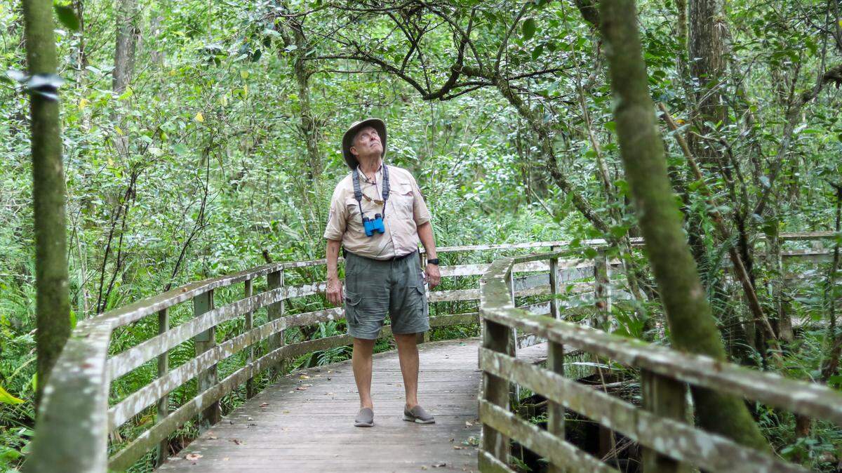 Brent Smith observa los cipreses cerca de donde crecen las orquídeas fantasma en el Audubon Corkscrew Swamp Sanctuary.