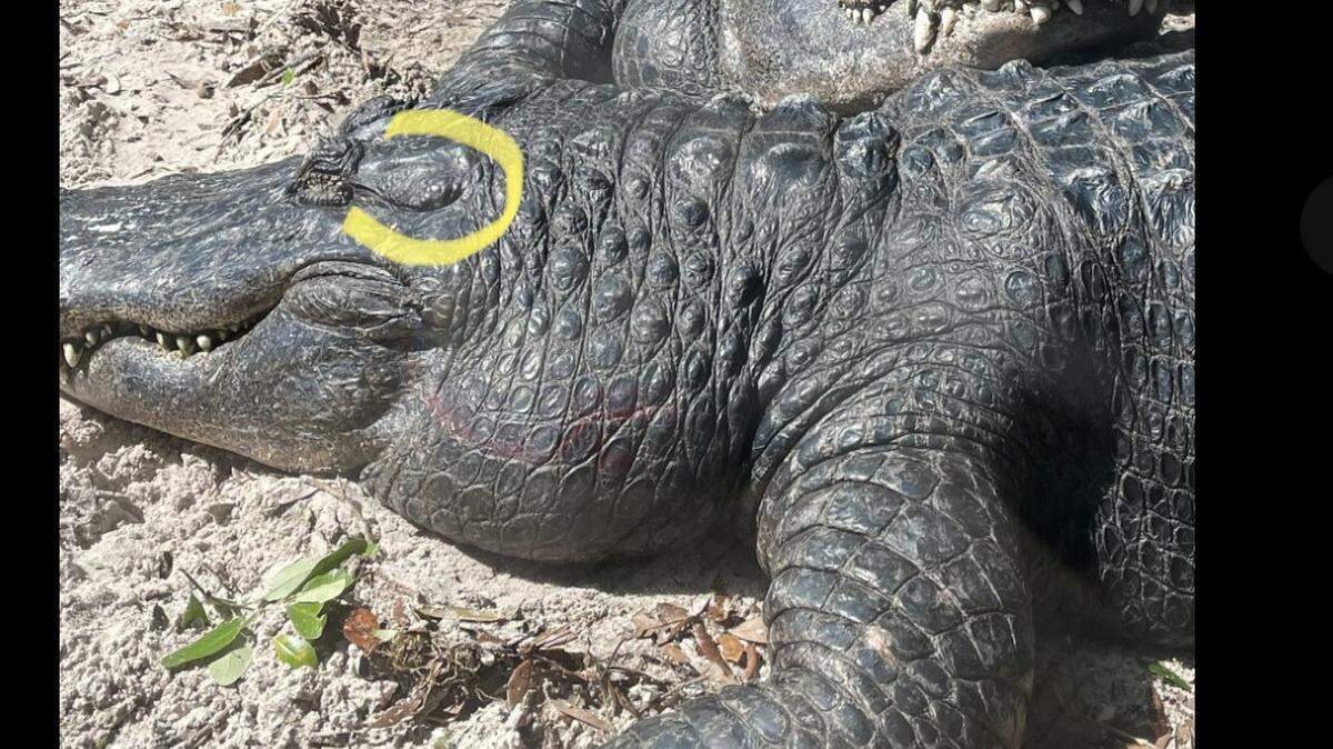 A 376-pound gator from the St. Augustine Alligator Farm Zoological Park named Brooke recently had to receive medical attention from a team at the University of Florida College of Veterinary Medicine in Gainesville, Florida. The yellow circle is the animal’s ear, which turned out to be infected.