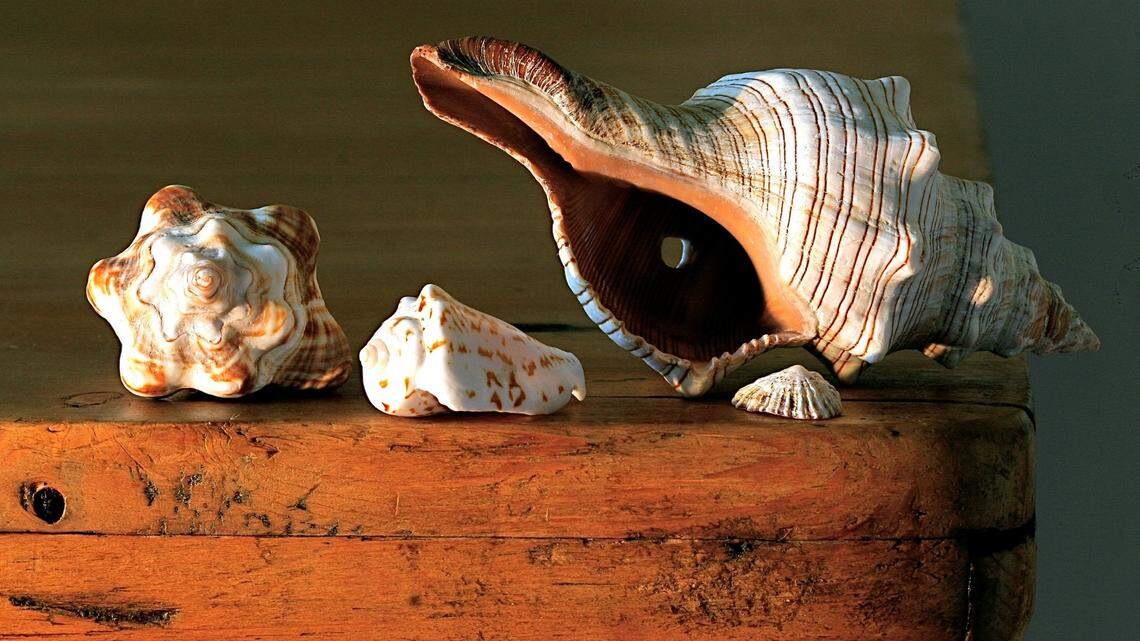 Conch shells, found buried at ancient Pueblo sites in New Mexico, were likely used as communication devices across the arid landscape.