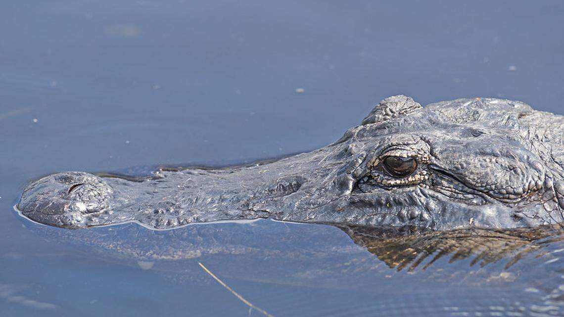 Where do SC alligators go in the winter? Turns out not far at all