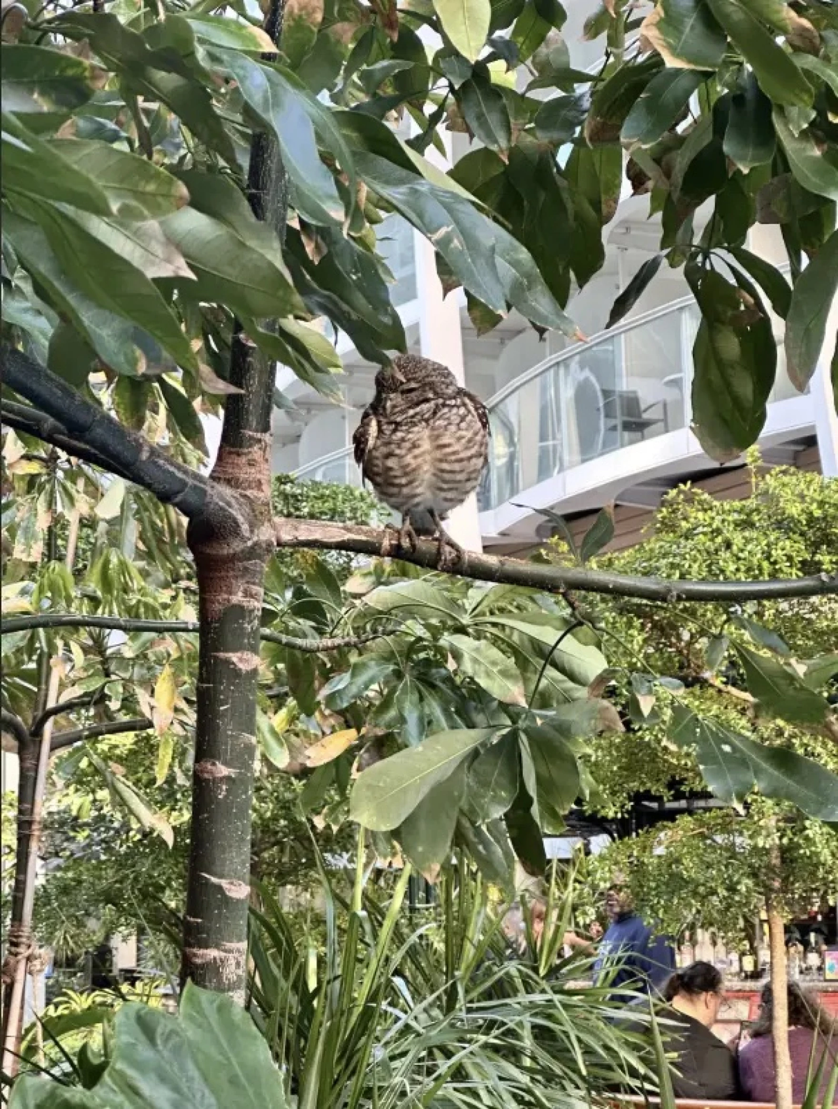 A burrowing owl photographed aboard the Allure of the Seas after it sailed from PortMiami bound for Spain.