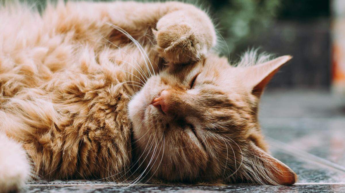 Celebrate International Cat Day by learning more about their wild cousins from around the world.