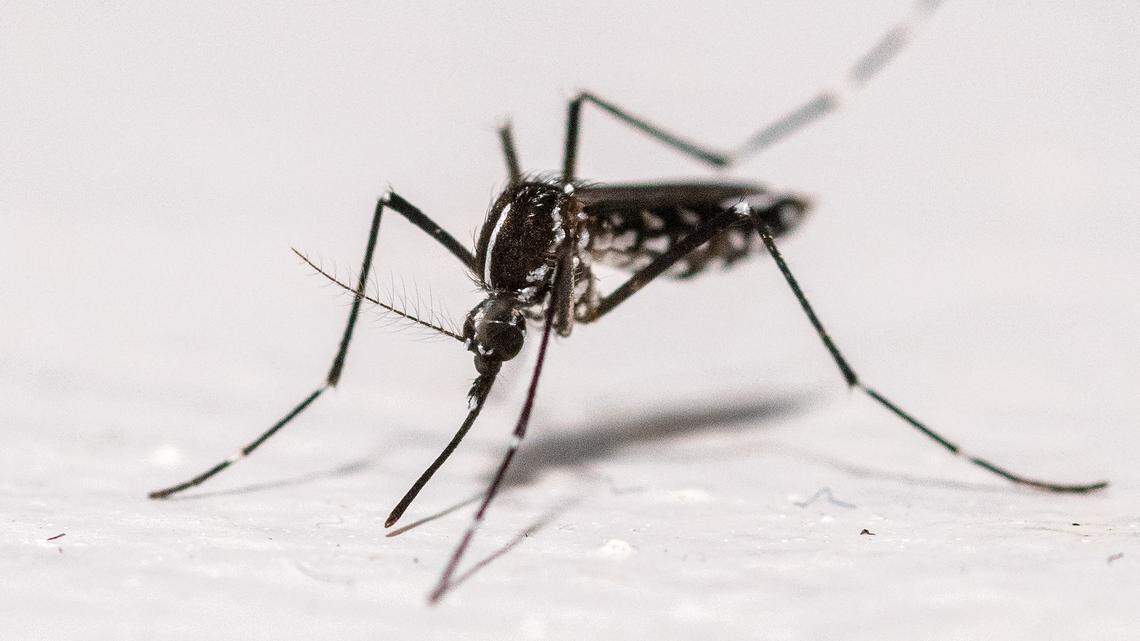 Why Are Mosquitoes Attracted to Me? The Science Behind Becoming a Mosquito Magnet