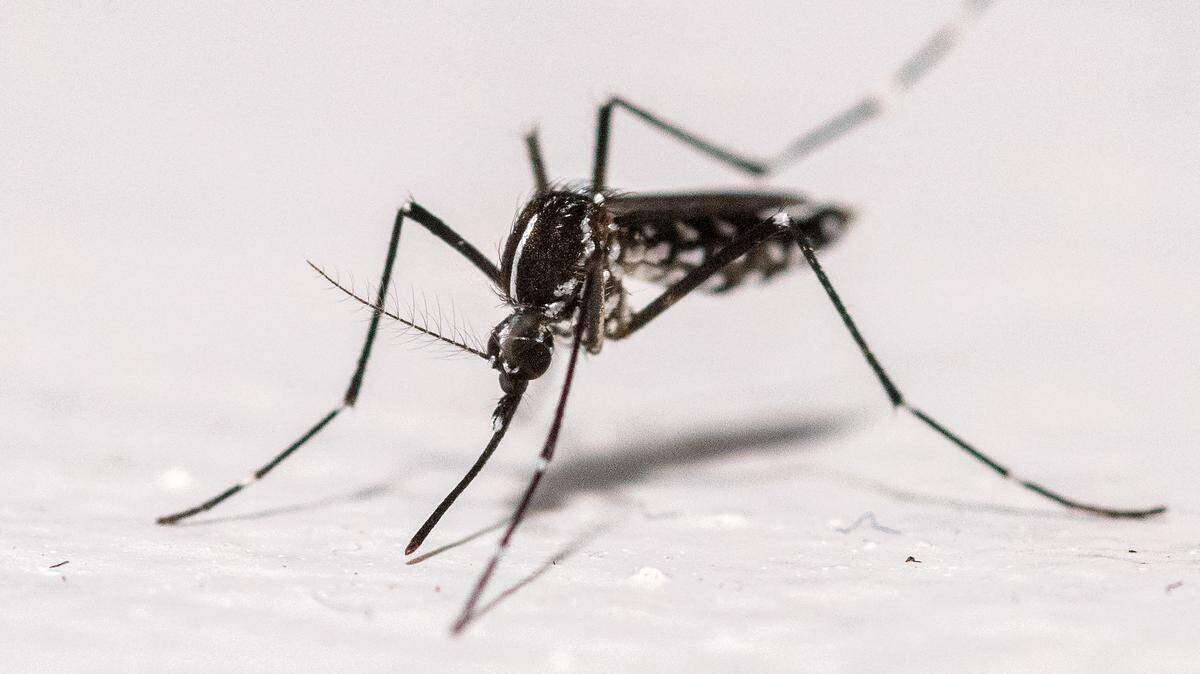 asian tiger mosquito on house wall