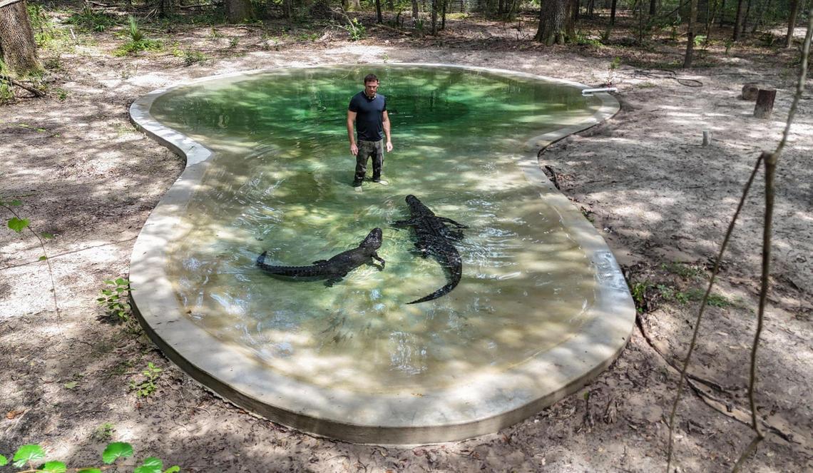 Chris Gillette built an animal sanctuary in Ocala, Florida called Bellowing Acres this year using money he made from doing social media. He stands in the pool with two gators, Bella and Big Mac on Wednesday, September 18, 2024.