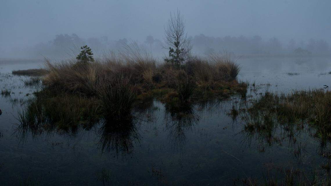 In the Fens of eastern England, a species unobserved for 86 years has just been rediscovered.