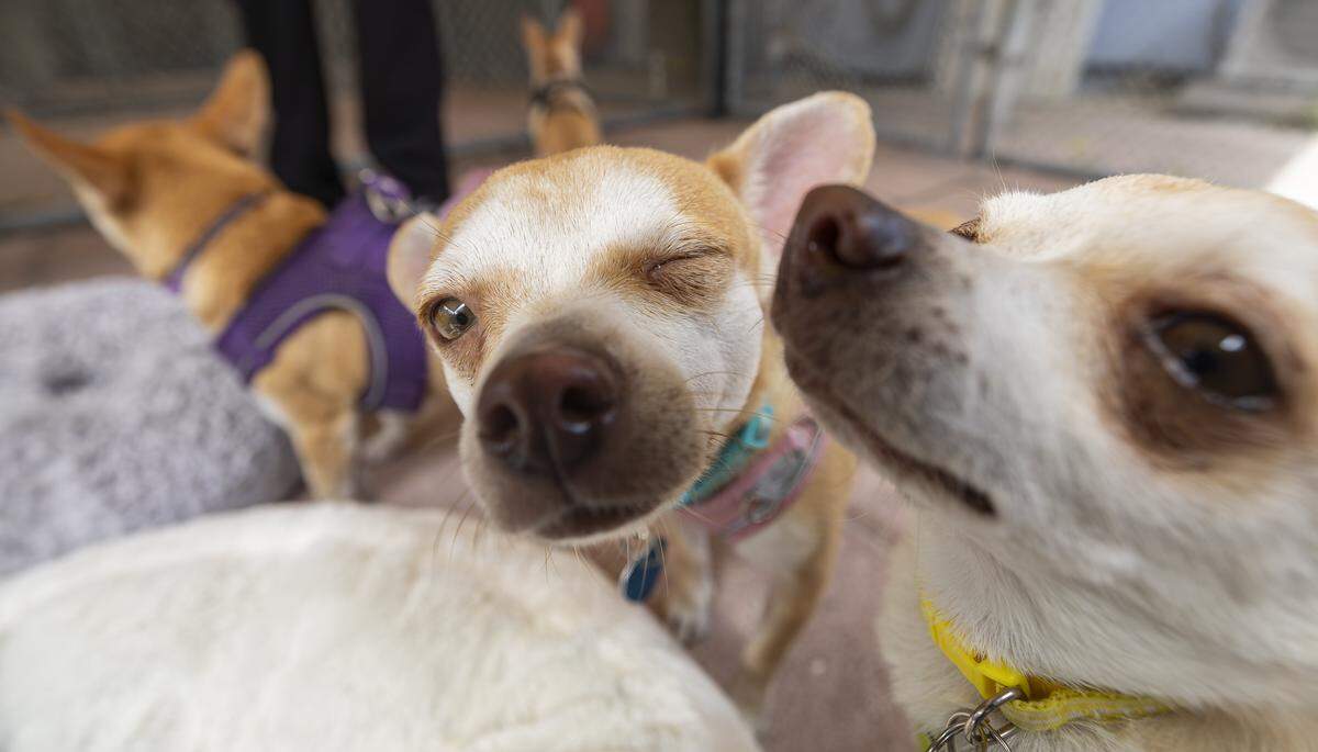 From left to right: Lola, Baby and Missy are up for adoption at Abandoned Pet Rescue on Wednesday, April 1, 2026, in Fort Lauderdale, Fla. The shelter is one of the largest no-kill animal shelters in South Florida and is now celebrating its 30th anniversary.
