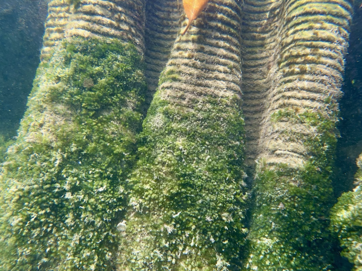 KindDesigns wall submerged at Ocean Reef Club in Key Largo after 90 days.