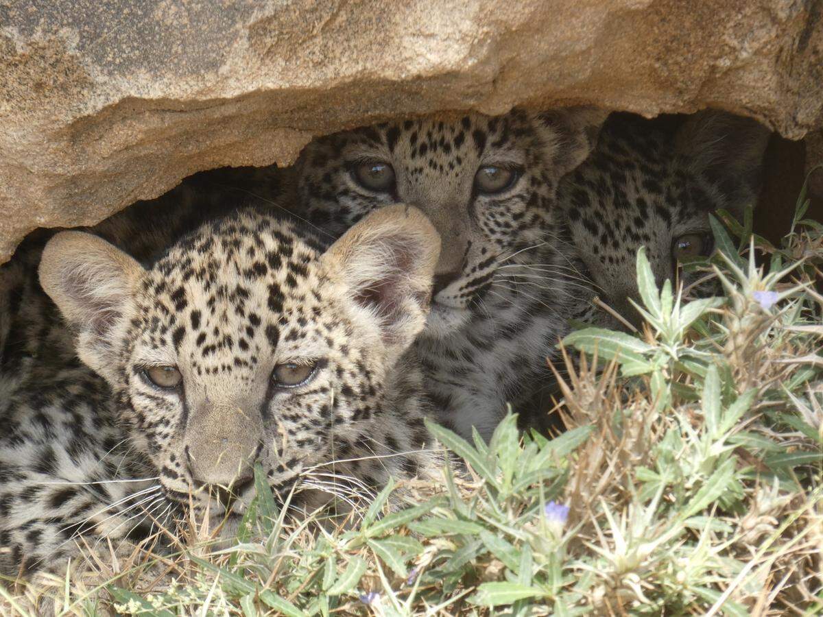 The triplets are likely the first to be born in captivity in Saudi Arabia.