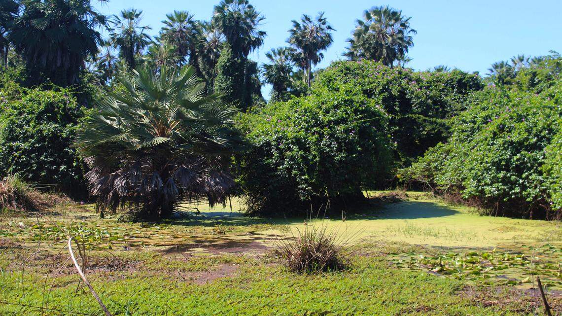 Researchers found two new species of colorful killfish in temporary pools in Brazil, according to a new study.