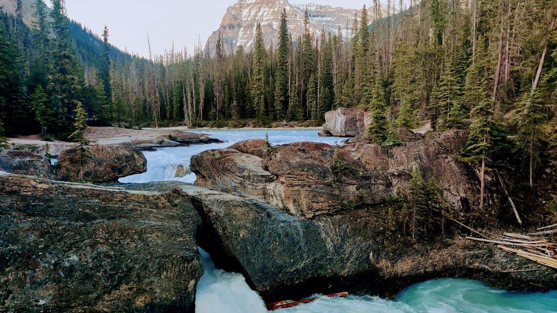 At a fossil deposit in Yoho National Park, a 500-million-year-old species had a “taco-shaped” body, researchers said.