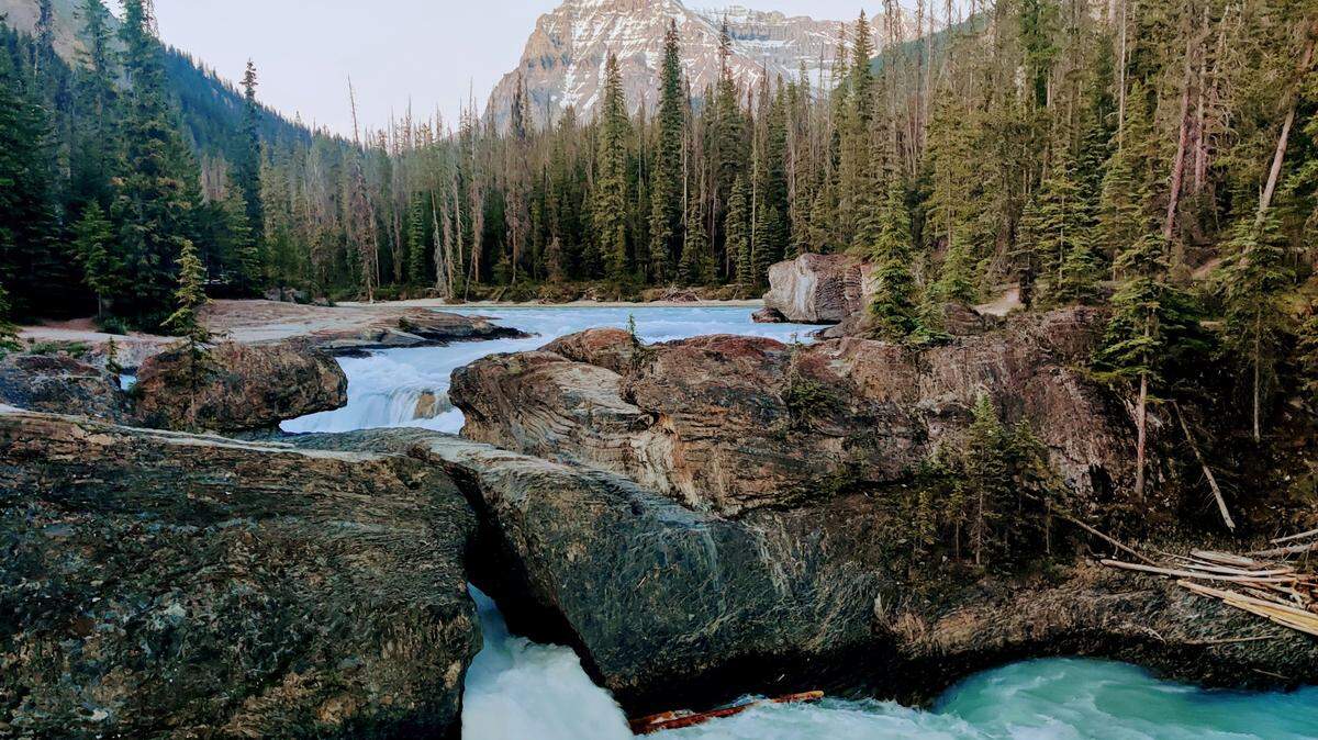 At a fossil deposit in Yoho National Park, a 500-million-year-old species had a “taco-shaped” body, researchers said.
