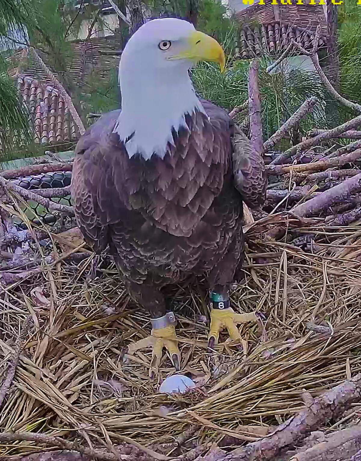 Un águila con un huevo recién puesto en una plataforma de anidación construida por Ron Magill del Zoo Miami y Lloyd Brown de Wildlife Rescue del Condado Dade. La imagen fue captada el 25 de noviembre de 2021 por el Zoo Miami, y se cree que el huevo fue puesto el día anterior.