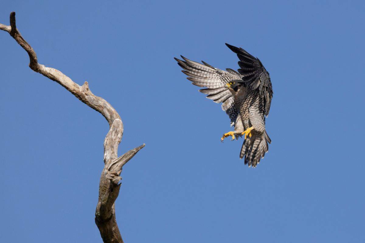 Peregrine falcons are expert predators that can attack smaller birds mid-air, wildlife officials say.