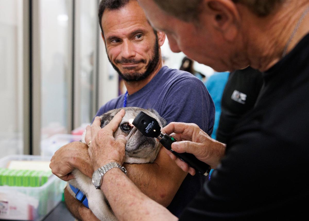 Dr. Irving Lerner, president of MVF, right, does a checkup on Lucas, a pug, while James Rodriquez, vet assistant, center, holds him during the Miami Veterinary Foundation free clinic on Sunday, Sept. 15, 2024, at Camillus House in Miami. The Miami Veterinary Foundation holds a free pet clinic once a month for low-income Miami-Dade residents to get their pets vaccinated and get a check-up.